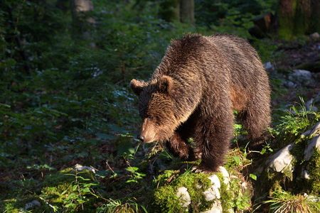 Medved. Foto: Vasja Marinč.