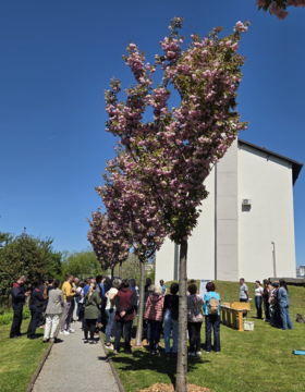 Cvetoče japonske češnje v Sakura parku v Kočevju. 